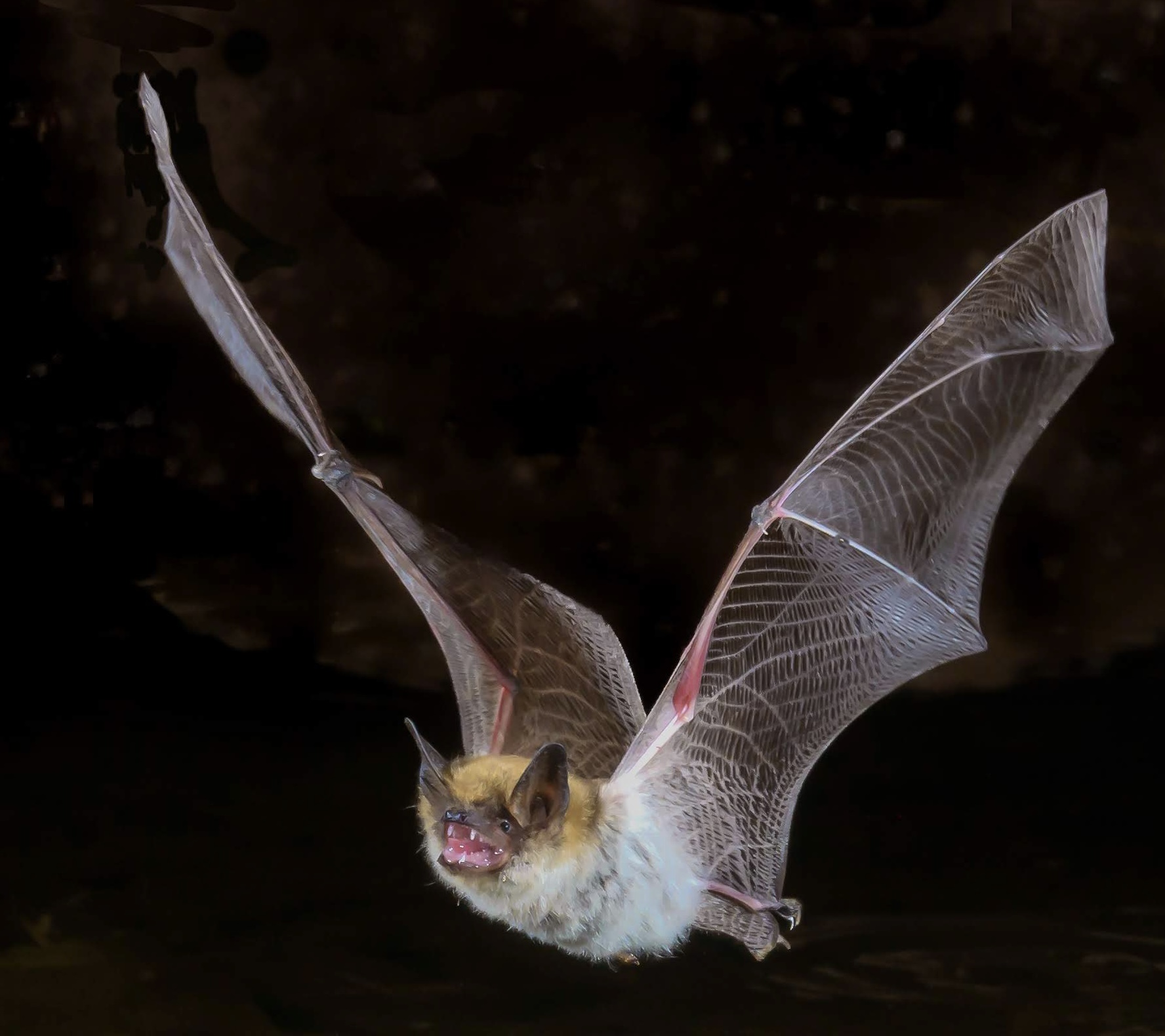 A photo of a Southwestern myotis bat in flight.